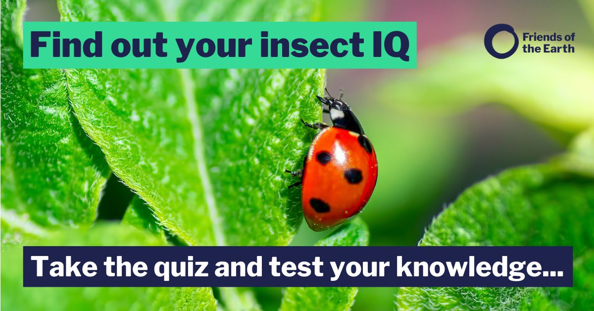 Find out your insect IQ